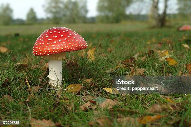 Agárico Em Relva Com Folhas - Fotografias de stock e mais imagens de Cogumelo venenoso - Cogumelo venenoso, Amanita parcivolvata, Ao Ar Livre