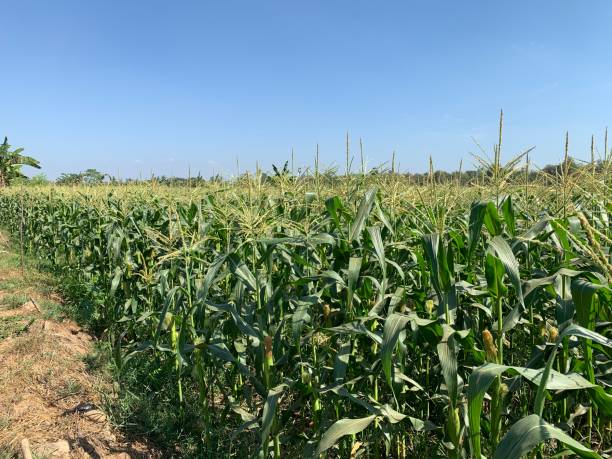 istock The view of the corn fields with a white background is truly beautiful 1722068382