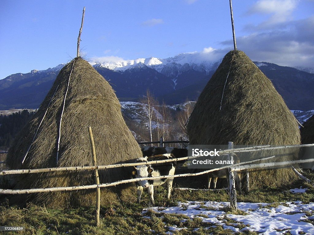 rural composition "calfs, haystacks and mountains" Agriculture Stock Photo