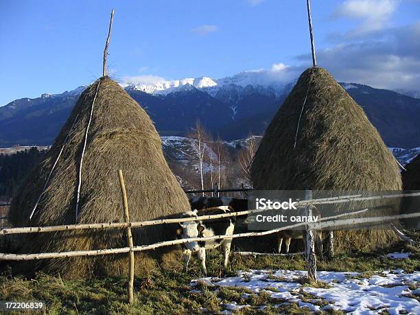 Rural Composition Stock Photo - Download Image Now - Agriculture, Animal, Calf