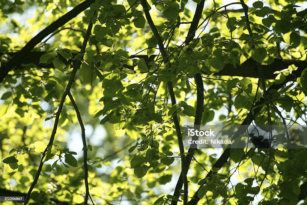 잎 - 로열티 프리 가벼운 스톡 사진