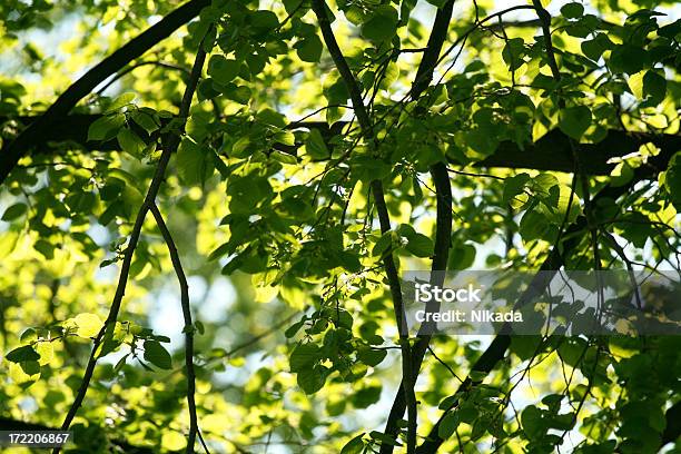 잎 가벼운에 대한 스톡 사진 및 기타 이미지 - 가벼운, 계절, 나무