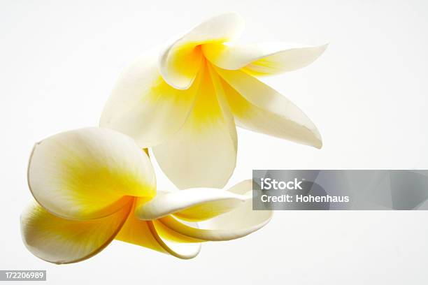 Spadające Plumeria - zdjęcia stockowe i więcej obrazów Białe tło - Białe tło, Kwiat - Roślina, Spadać