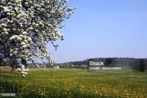 Desabrochando Appletree Com Prado - Fotografias de stock e mais imagens de Agricultura - Agricultura, Ajardinado, Alemanha