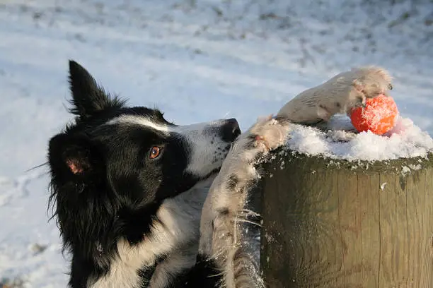 You see a border collie using it`s brain to get the ball.