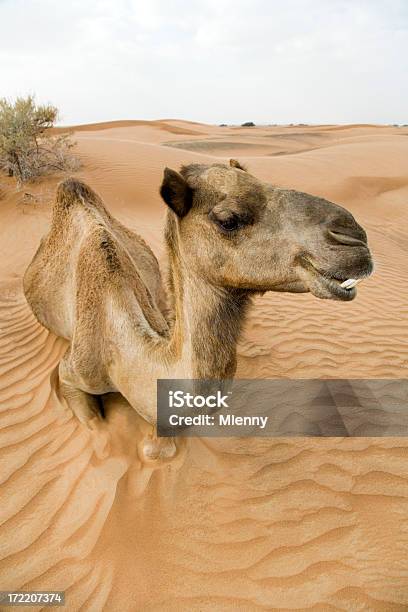 Camelo Ou De Dromedário - Fotografias de stock e mais imagens de Animal - Animal, Animal selvagem, Ao Ar Livre
