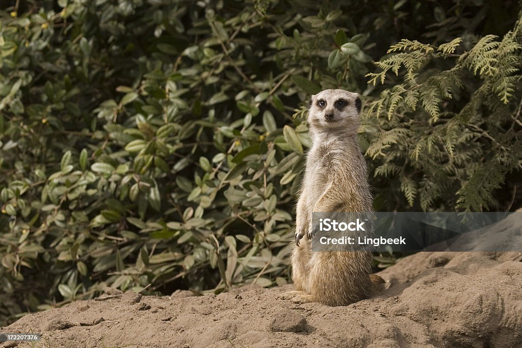 Meerkat - Foto stock royalty-free di Stare in piedi