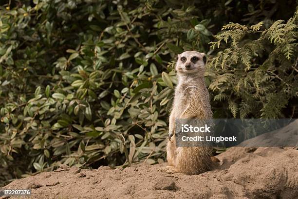 Meerkat - Fotografie stock e altre immagini di Stare in piedi - Stare in piedi, Suricato, Animale