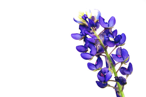 Texas Bluebonnet (Lupinus texensis) flowers blooming in spring garden. Selective focus.