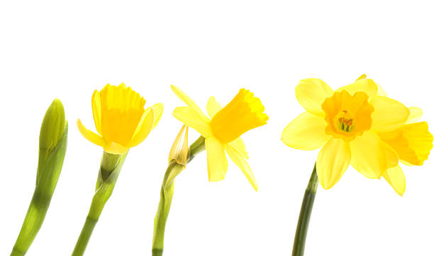Stages of growth - jonquil on white background stock photo