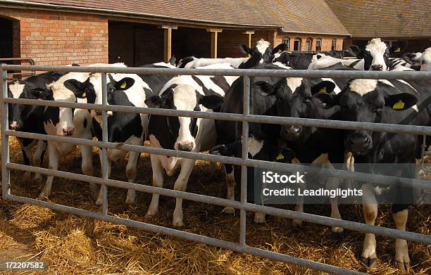 Vacca Friesian N 1 - Fotografie stock e altre immagini di Affari - Affari, Agricoltura, Animale