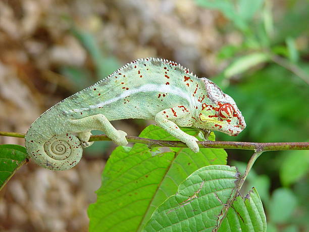 istock Green and Red Cameleon with Curly Tail 172207595