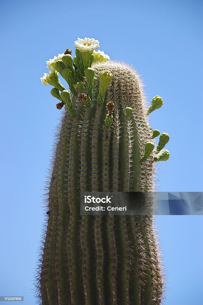 cactus de flor - Foto de stock de Cactus Saguaro libre de derechos