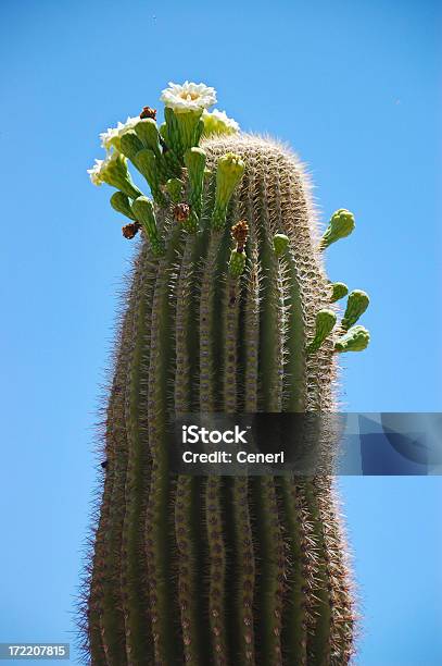 Cactus De Flor Foto de stock y más banco de imágenes de Cactus Saguaro - Cactus Saguaro, Arizona, Flor