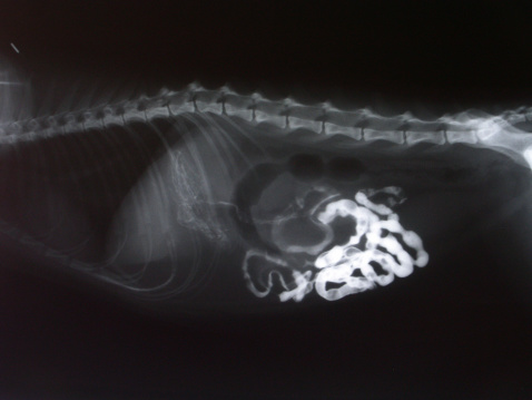 Photograph of a grainy xray detailing a barium study in the intestines of a cat