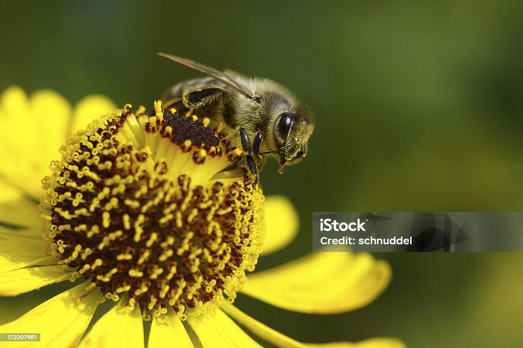 Biene will fliegen-Ermäßigung - Lizenzfrei Apis Stock-Foto