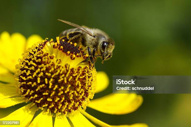 Biene Will Fliegenermäßigung Stockfoto und mehr Bilder von Apis - Apis, Arbeiten, August