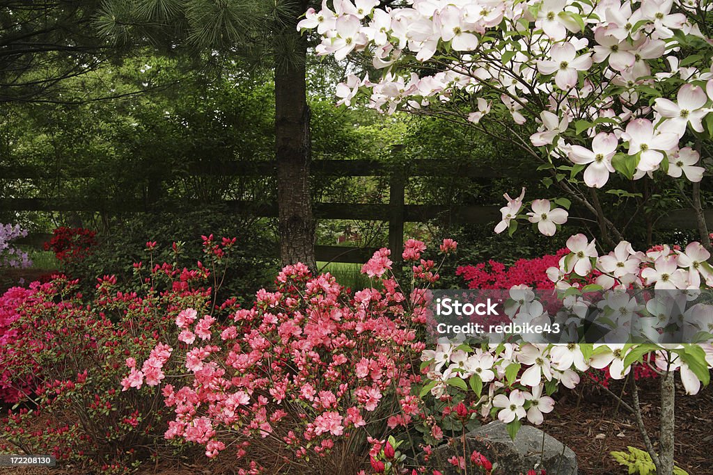 Spring giardino - Foto stock royalty-free di Cornus