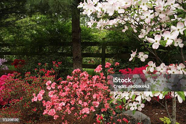 Spring Giardino - Fotografie stock e altre immagini di Cornus - Cornus, Staccionata, Composizione orizzontale