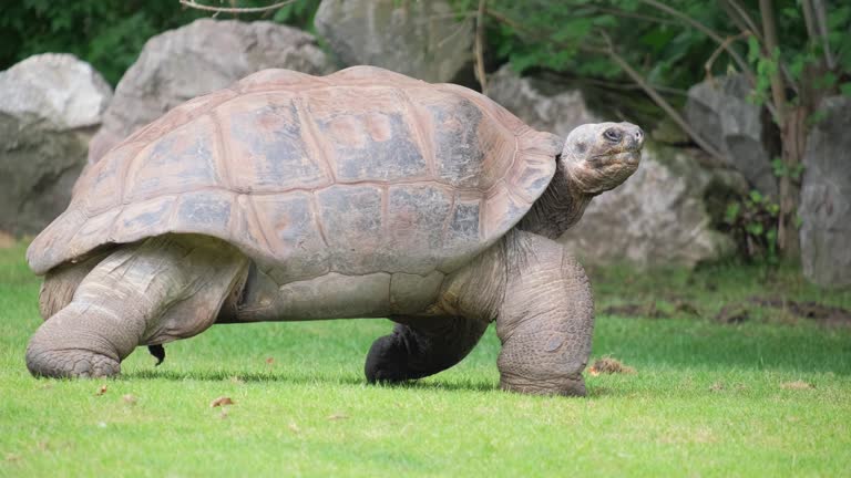 A large turtle walking on the grass in the park during the day.