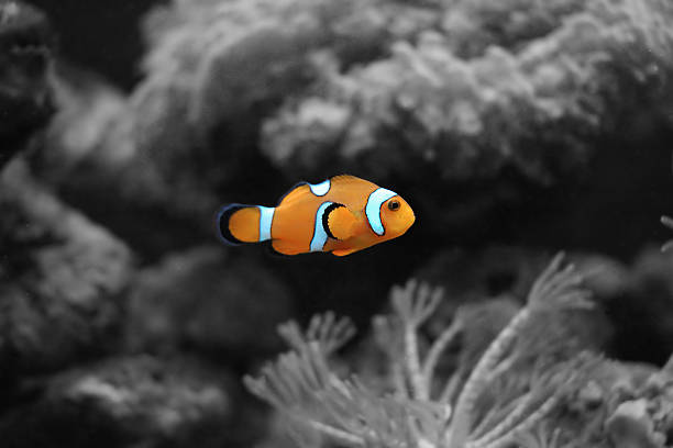 Orange Clownfish stock photo