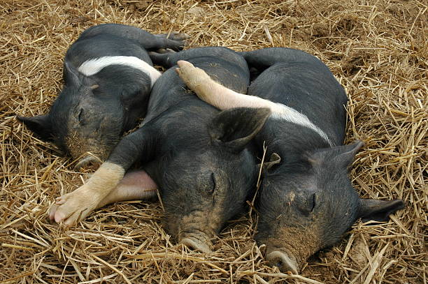 Cute Piglets Three little pigs sleep in bed of hay.  One has its arms around other. noah young stock pictures, royalty-free photos & images