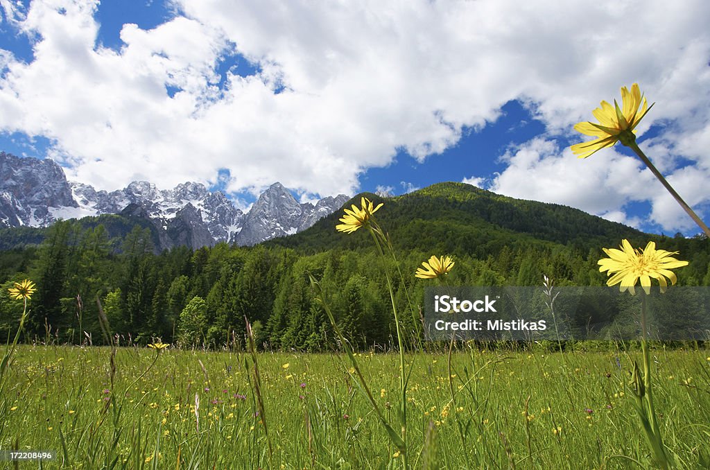 Grassland - Lizenzfrei Alpen Stock-Foto