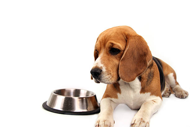 istock I want to eat 172208498