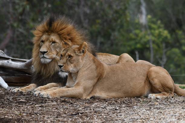 istock Male and female lions 1722085010