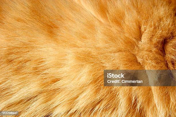 Fur Texture Stock Photo - Download Image Now - Animal Hair, Fur, Domestic  Cat - iStock