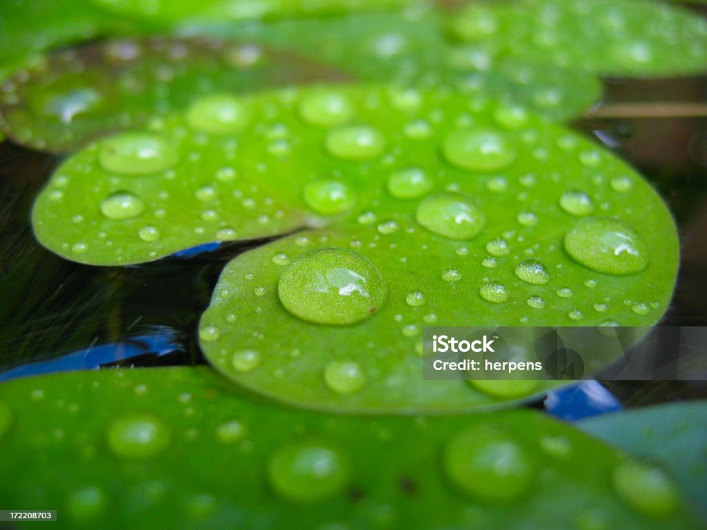 Après la pluie - Photo de Couleur verte libre de droits