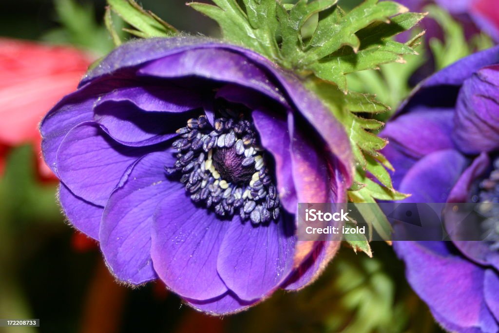 blue anemone - Lizenzfrei Blau Stock-Foto