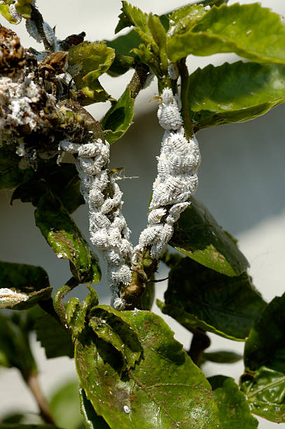 white aphids (mealybugs - schmierläuse stock-fotos und bilder