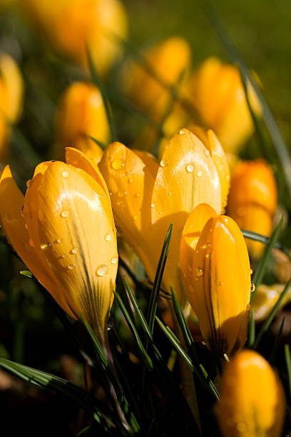 Crocus stock photo