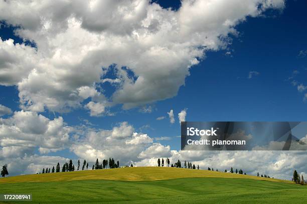 Green Campo - Fotografias de stock e mais imagens de Estado de Washington - Estado de Washington, Leste, Paisagem Ondulada