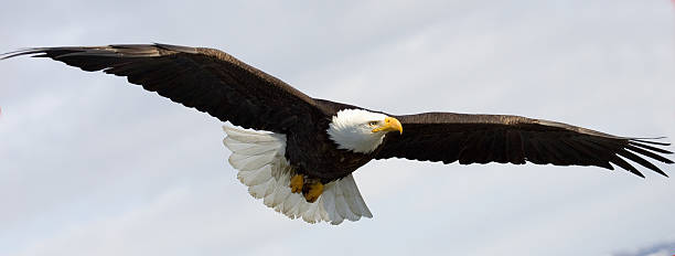 Alaskan Bald Eagle soaring through the skies