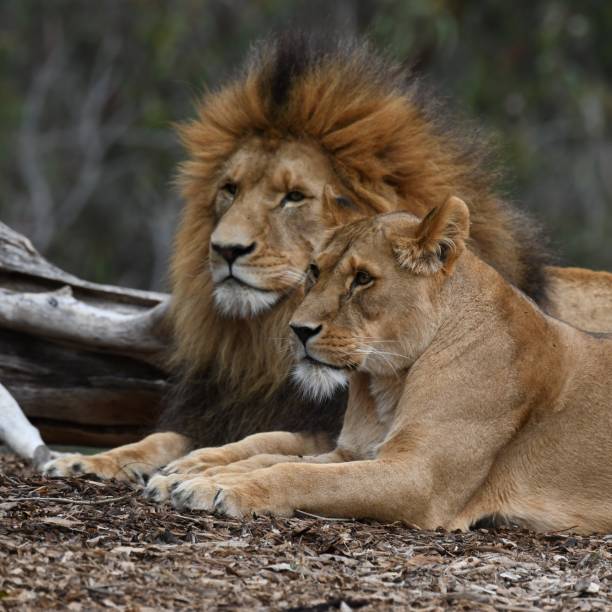 istock Male and female lions 1722089811