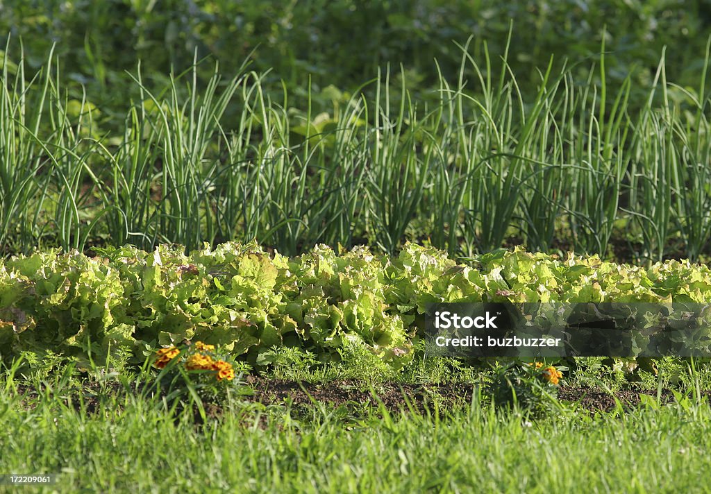 Salade d'oignon rangées et le jardin - Photo de Agriculture libre de droits