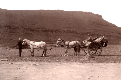 Old wild west covered wagon in Texas with mesquite trees in sepia black and white.