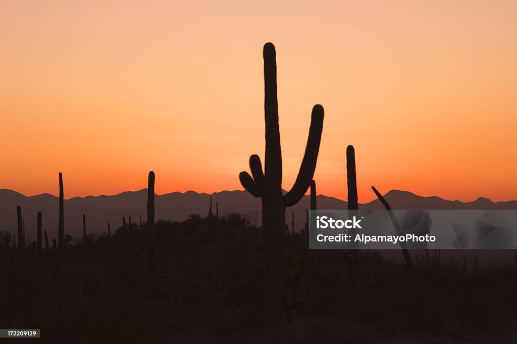 Zachód słońca w Saguaro - Zbiór zdjęć royalty-free (Kaktus)