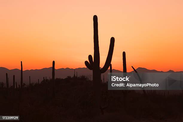 Zachód Słońca W Saguaro - zdjęcia stockowe i więcej obrazów Kaktus - Kaktus, Noc, Park Narodowy Saguaro