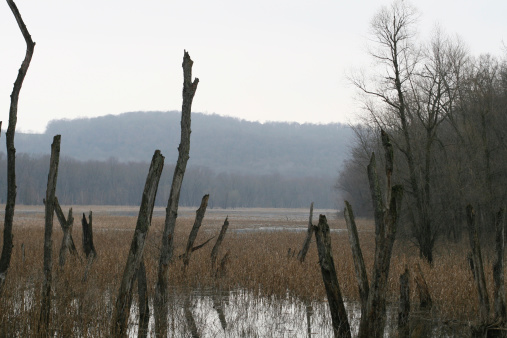 Wide view of wetland scene with stark dead trees.