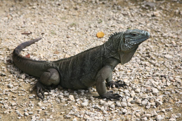 istock Grand Cayman Iguana 172209150