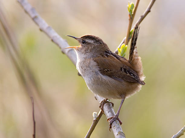 istock Marsh Wren with Tail Salute! 172209160