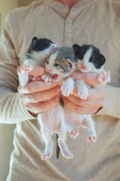 istock Three kitten portrait. Love and adopt cat concept 1722092071
