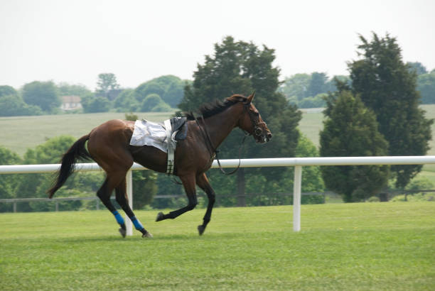 istock Riderless Racehorse 172209308