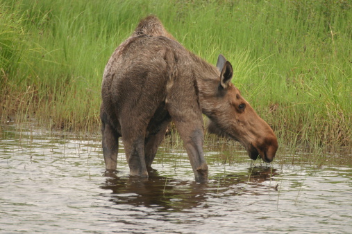 Moose bathing in Denali National Park