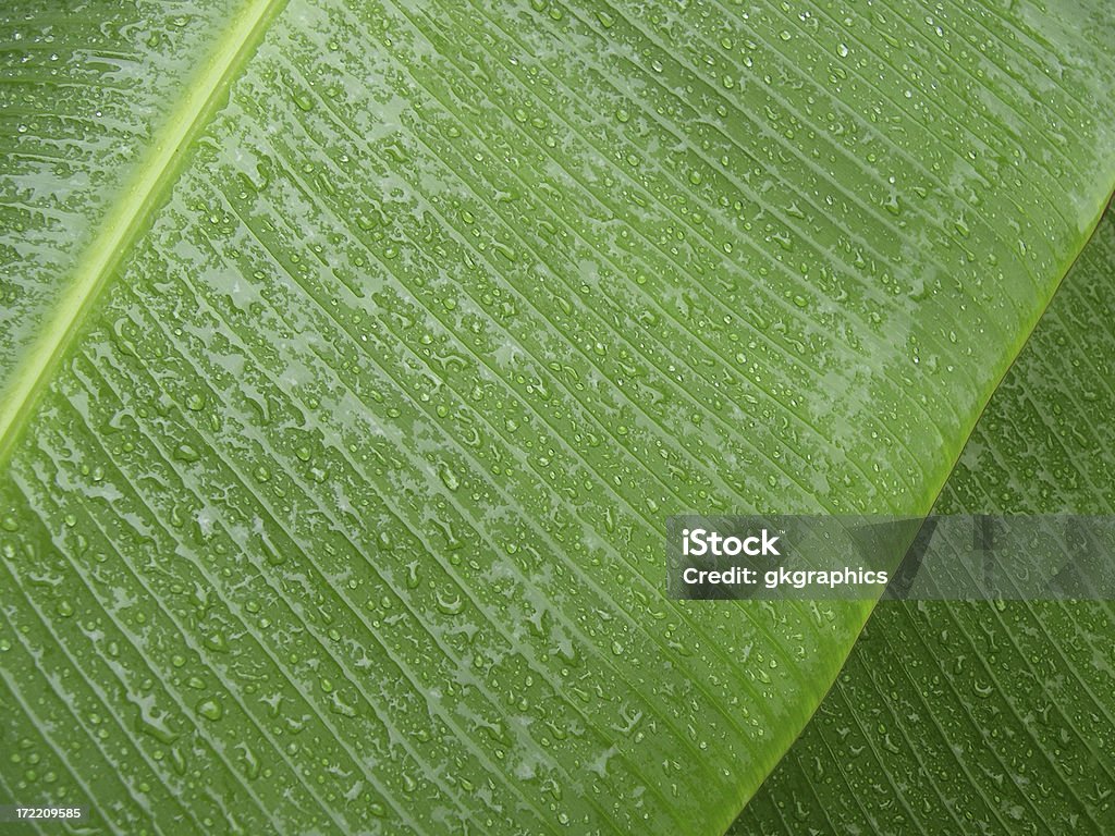 Große wet Blätter - Lizenzfrei Blatt - Pflanzenbestandteile Stock-Foto