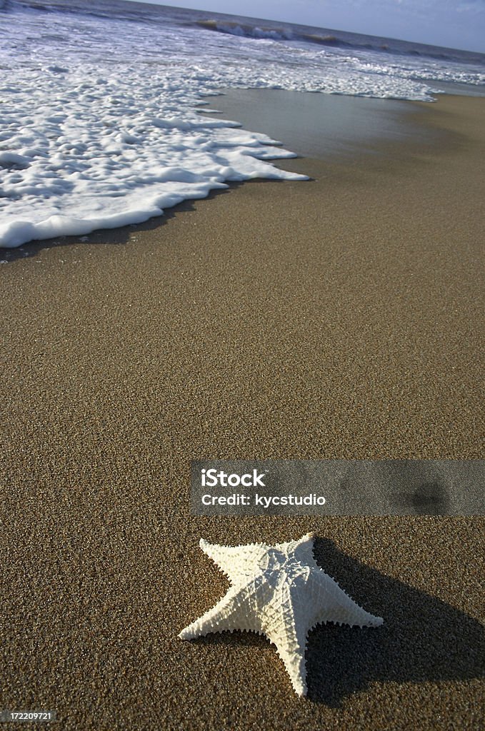 Stella di mare sulla spiaggia - Foto stock royalty-free di A forma di stella