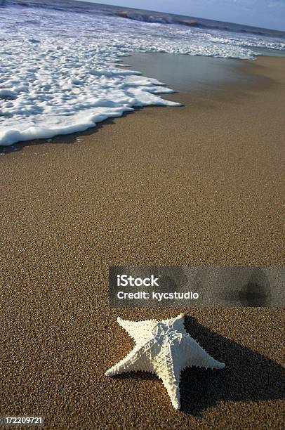 Stella Di Mare Sulla Spiaggia - Fotografie stock e altre immagini di A forma di stella - A forma di stella, Acqua, Animale